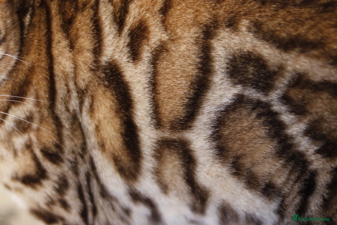 Bengal cats for sale: Exceptional Seal Sepia Bengal Queen  - Advert 20