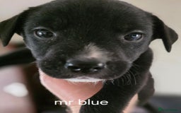 Mixed Breed dogs for sale: Labrador/staffie mix - Advert 2