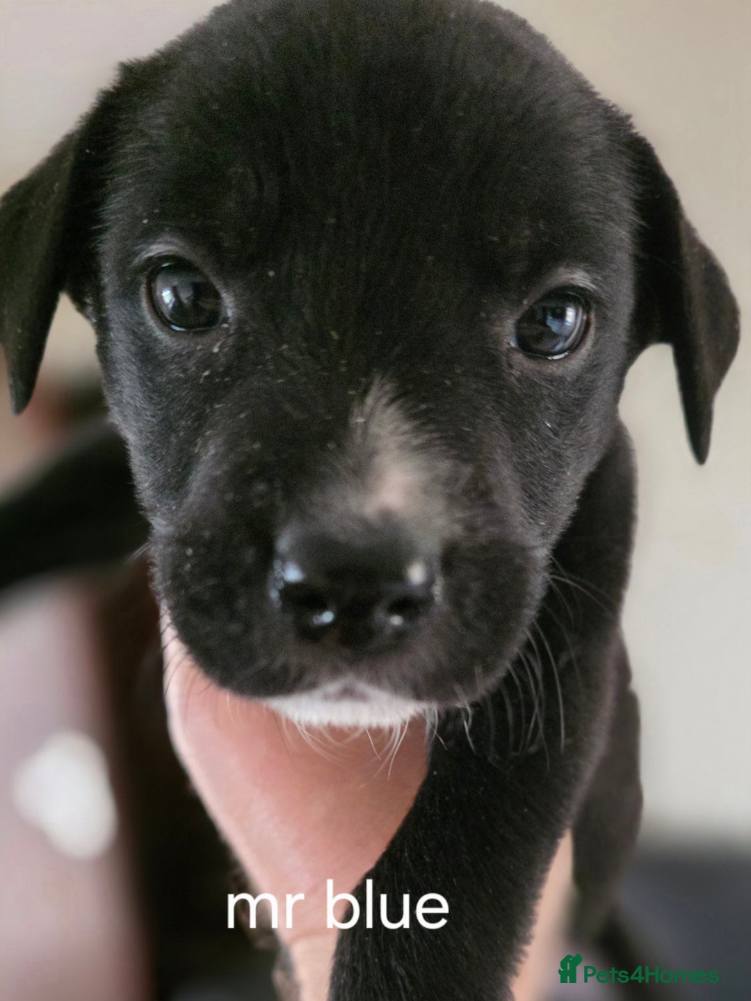 Mixed Breed dogs for sale: Labrador/staffie mix - Advert 2