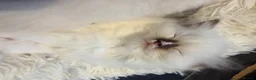 Ragdoll cats for sale: GCCF Ragdoll Kittens Championlines  - Advert 13