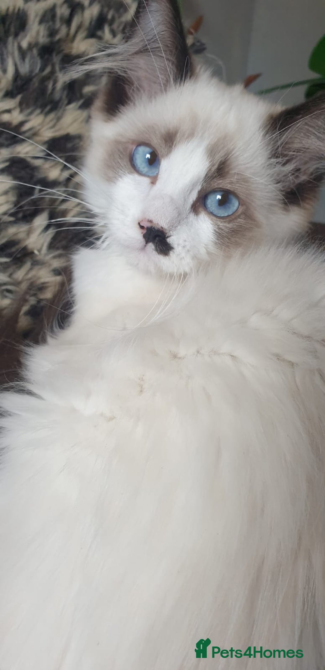 Ragdoll cats for sale: 💖Beautiful GCCF Registered Ragdoll Kittens. - Image 6