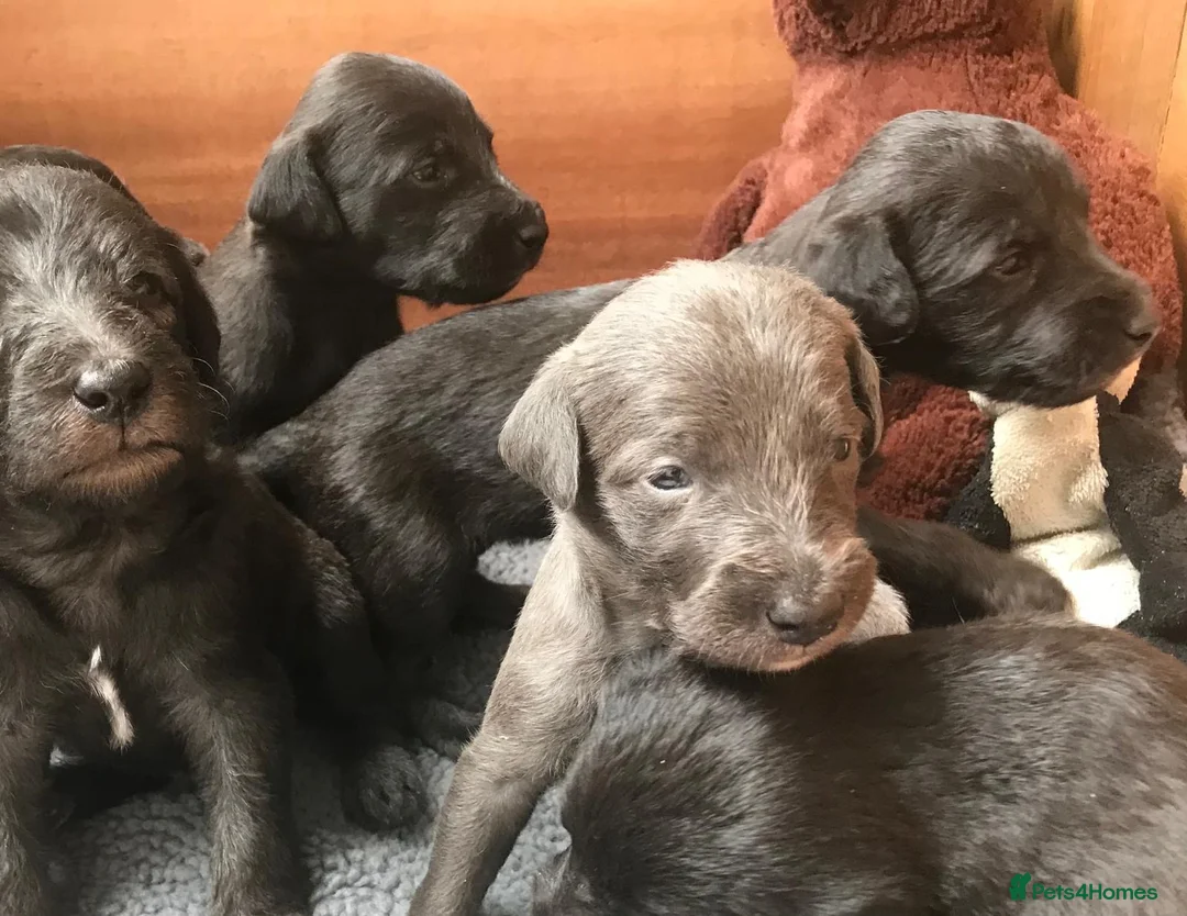 Bedlington Terrier dogs for stud: Bedlington Terrier Stud - Liver - AGE 6 - CT CLEAR in Darlington - Advert 24