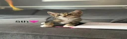 Mixed Breed cats for sale: Kittens  in Grantham - Advert 14