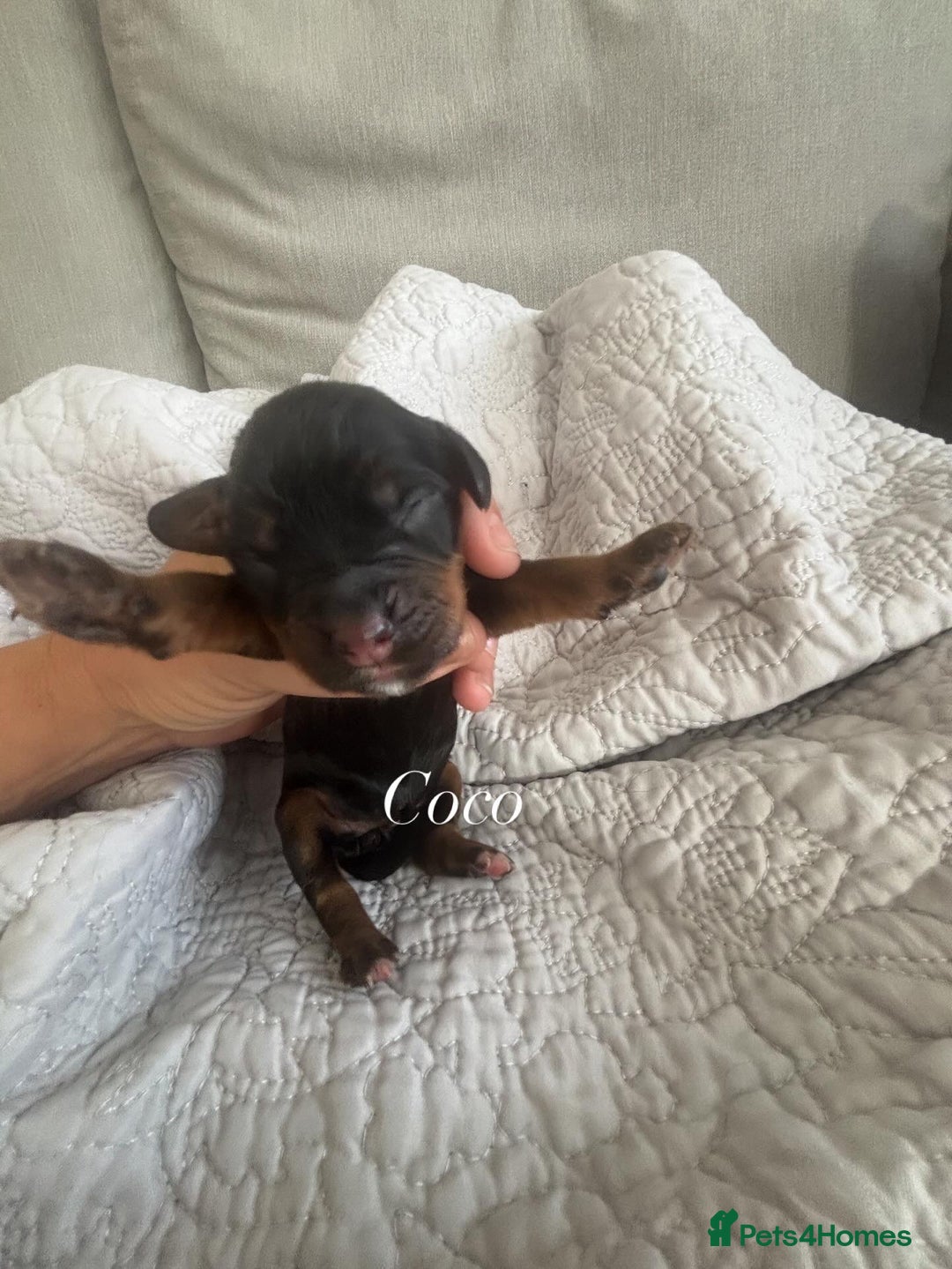 Cocker Spaniel dogs for sale: Kc working cocker spaniel - Image 7