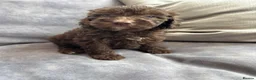 Goldendoodle dogs for sale: Australian goldendoole puppies chocolate  - Advert 24