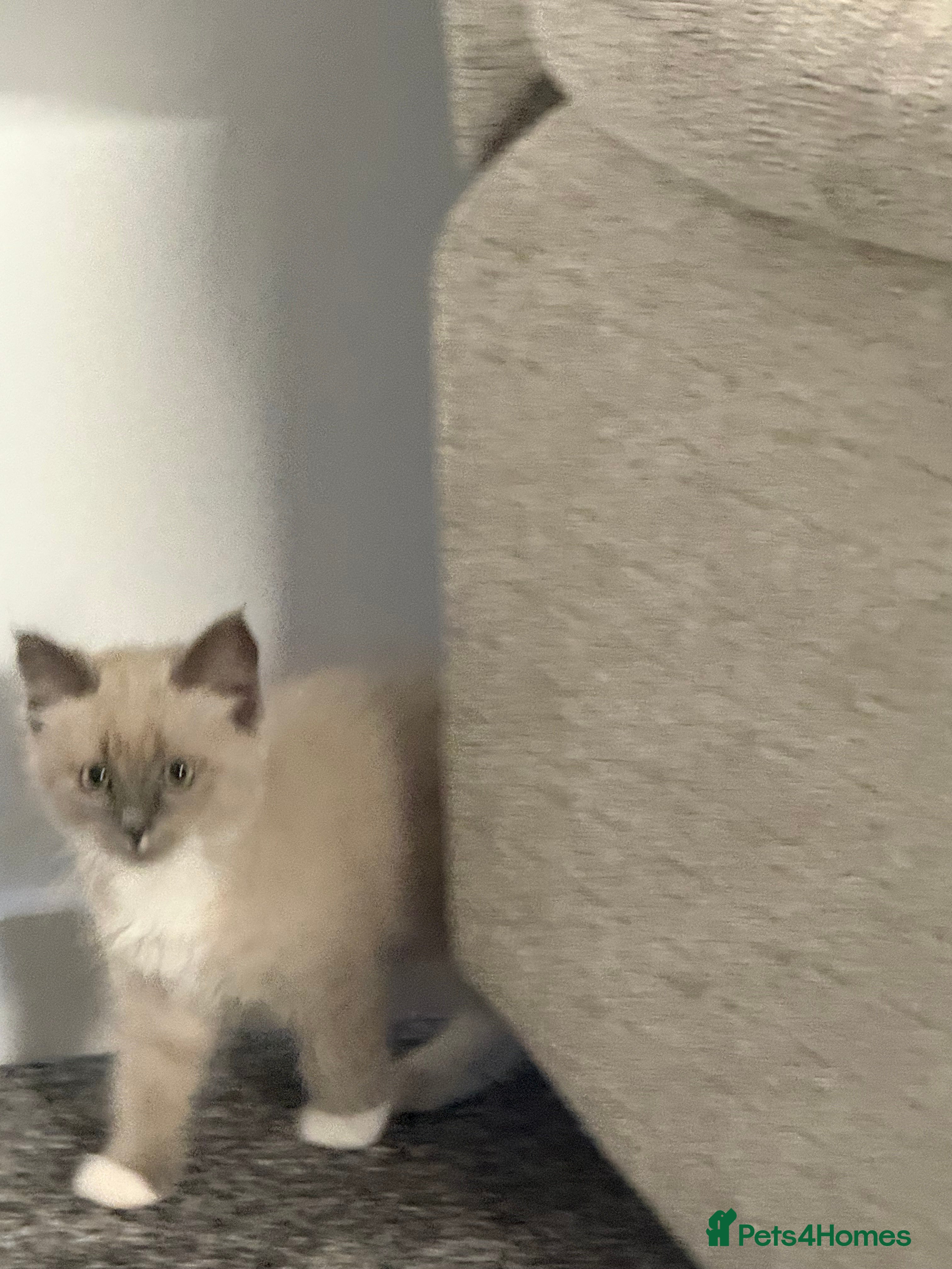 Ragdoll cats REDUCED BLUE MINK MITTED MALE Ragdoll Kittens  - Advert 15