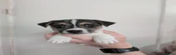 Mixed Breed dogs for sale: Jack Russel Puppies - Advert 4