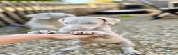 Dobermann dogs for sale: Exceptional White & Cream Doberman Puppies - Advert 32