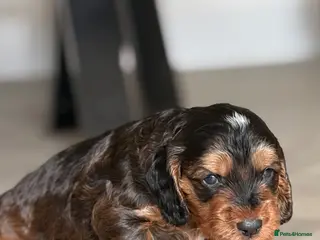 Cockapoo dogs Outstanding F1 show type miniature cockapoos - Advert 6