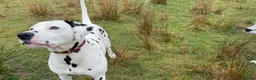 Dalmatian dogs for stud: CRUFTS QUALIFIED FOR LIFE HEALTH TESTED - Advert 8