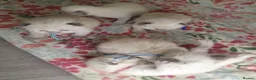 Ragdoll cats for sale: 💖 Beautiful Ragdoll kittens for Sale 💖 - Advert 19