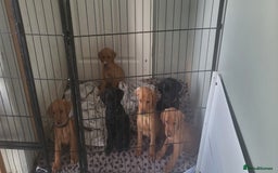 Labrador Retriever dogs for sale: KC LABRADORS - Image 17