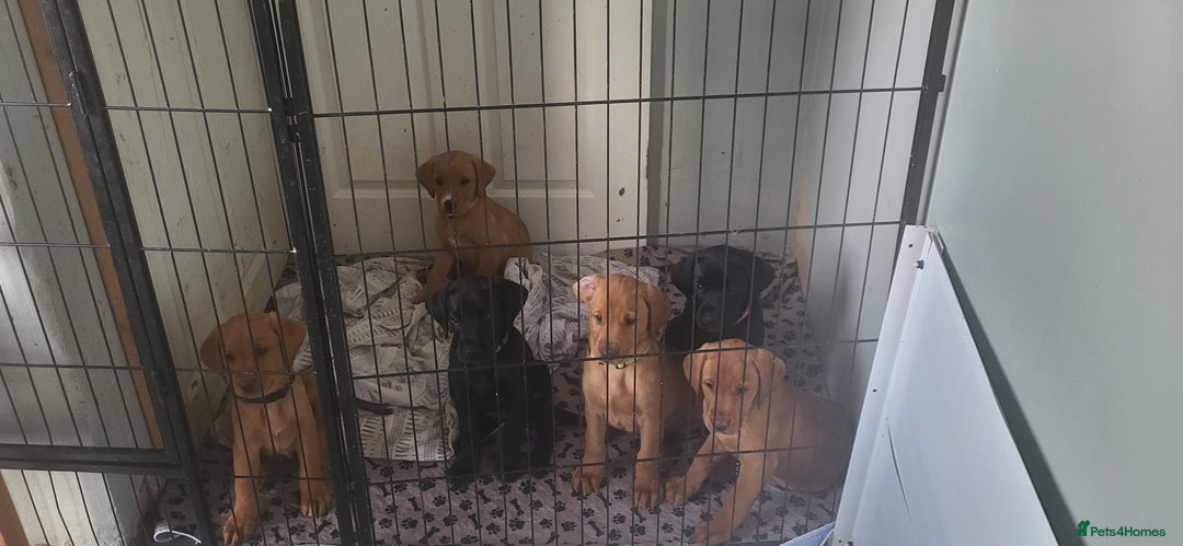 Labrador Retriever dogs for sale: KC LABRADORS - Image 17