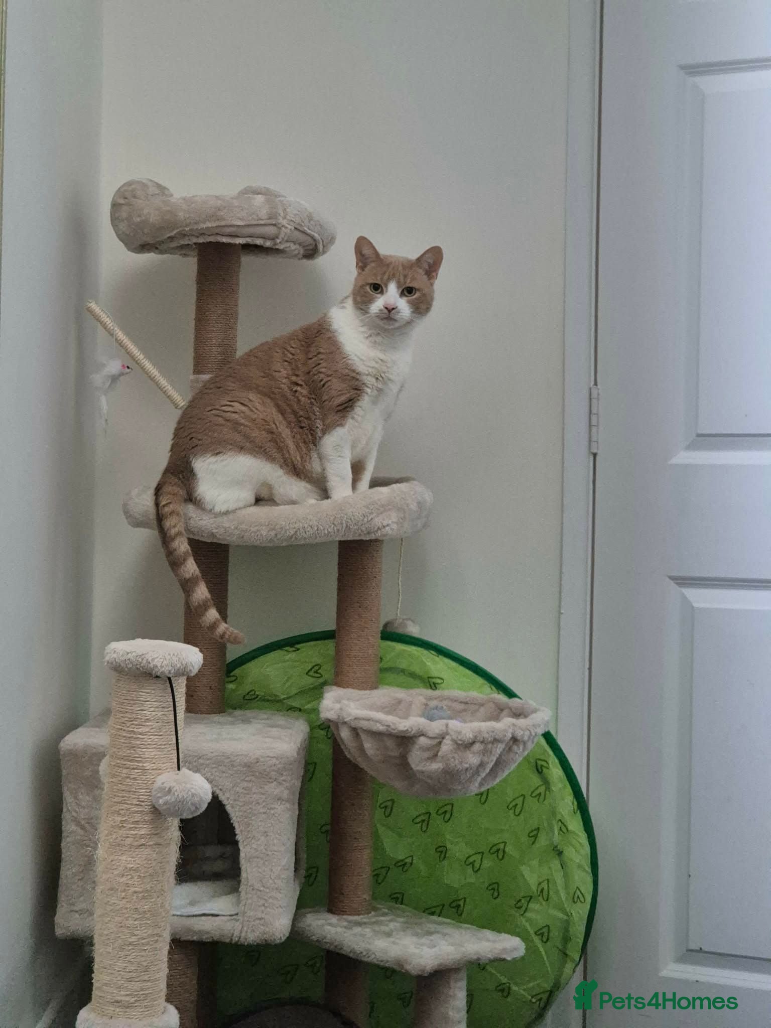 Domestic Shorthair cats Rudy  - Advert 4