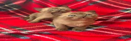 Burmese cats for sale: GCCF Pedigree Burmese kittens from East London  in Hornchurch - Advert 9