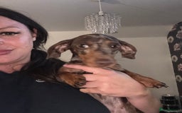 Miniature Dachshund dogs for sale: Dapple dachshund girl  - Image 3