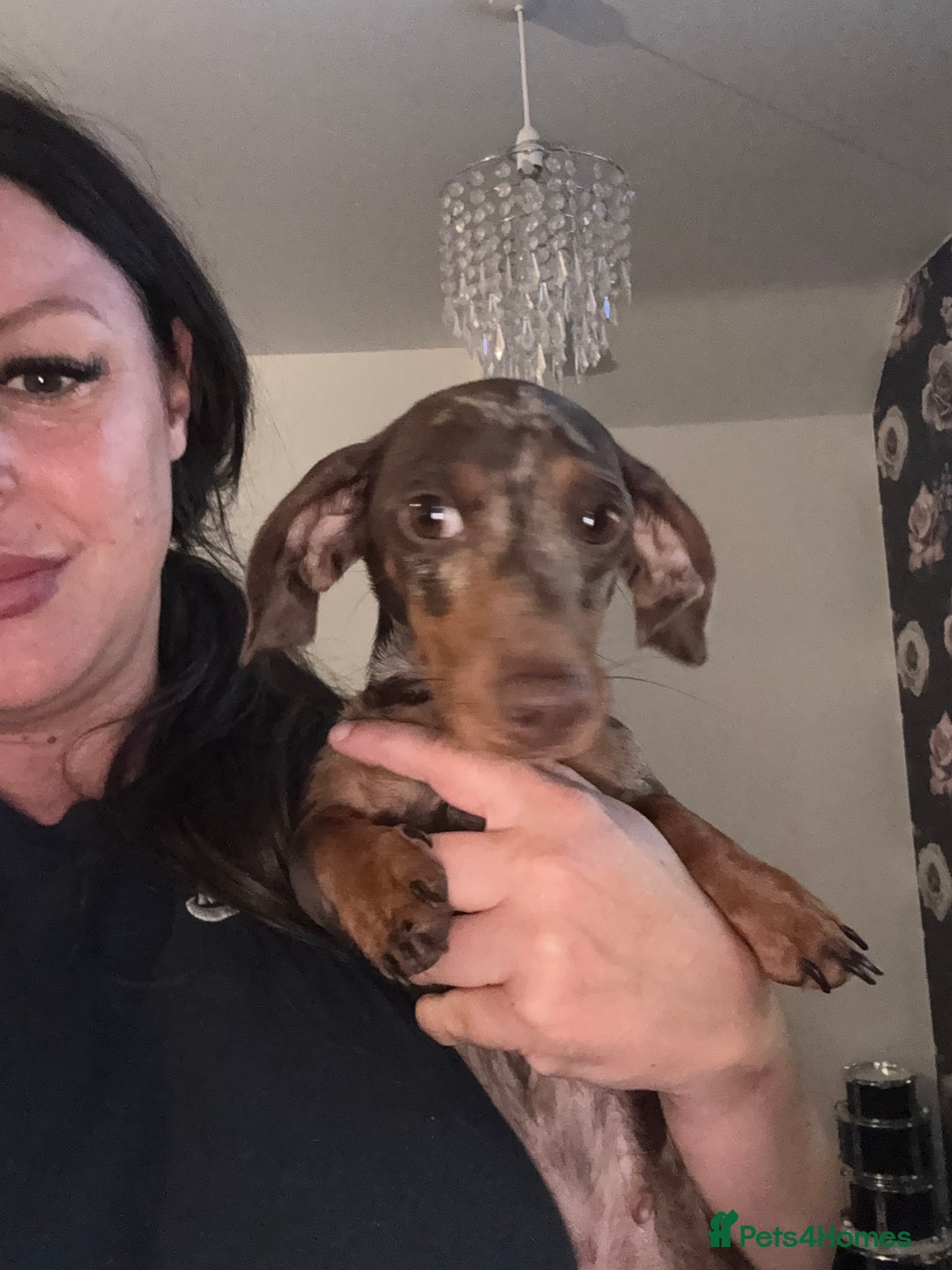 Miniature Dachshund dogs for sale: Dapple dachshund girl  - Image 3