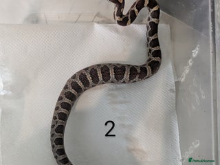 Corn Snake reptiles - Advert 18