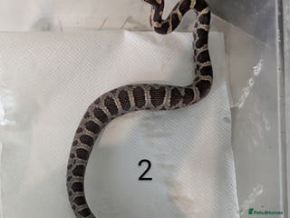 Corn Snake reptiles Baby cornsnakes x2 - Advert 5