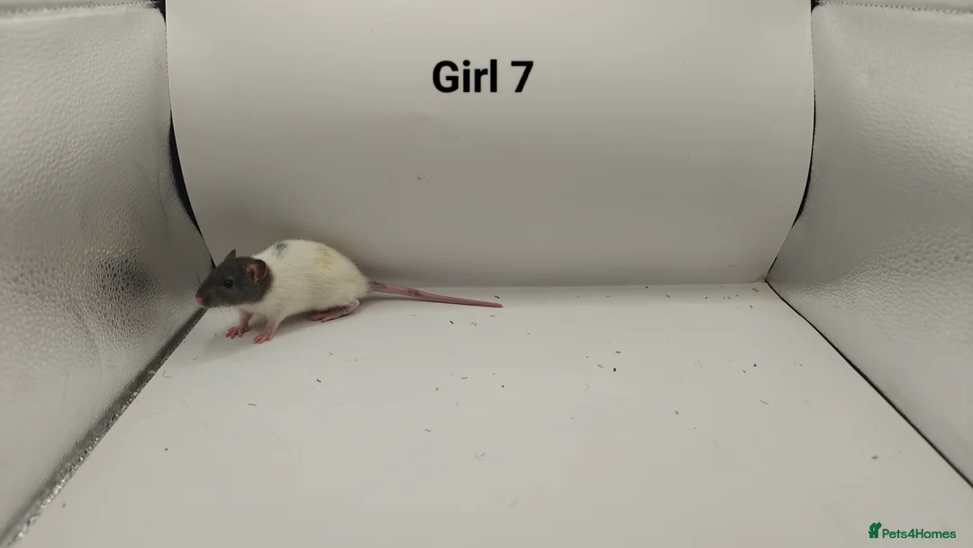 Rat rodents for sale: FEB: 20 Rats (13 Rats: 7 Boys & 6 Girls Left) - Advert 19