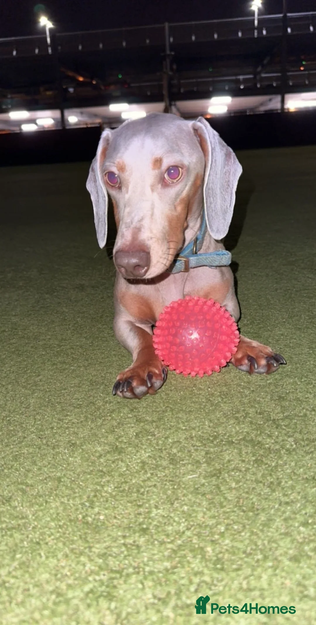 Dachshund dogs for sale: Milo Age 4 (16 Feb) - Advert 2