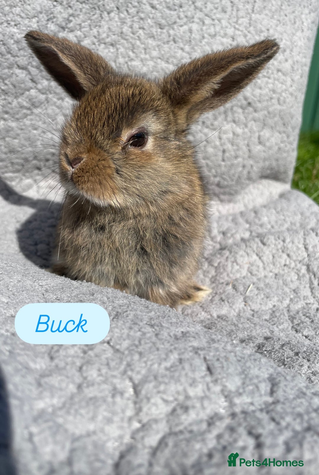 Mini Lop rabbits for sale: Gorgeous mini lops looking for forever homes  - Image 3