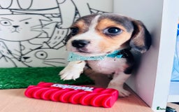Beagle dogs for sale: Beagle Puppies Ready for Love! - Advert 5