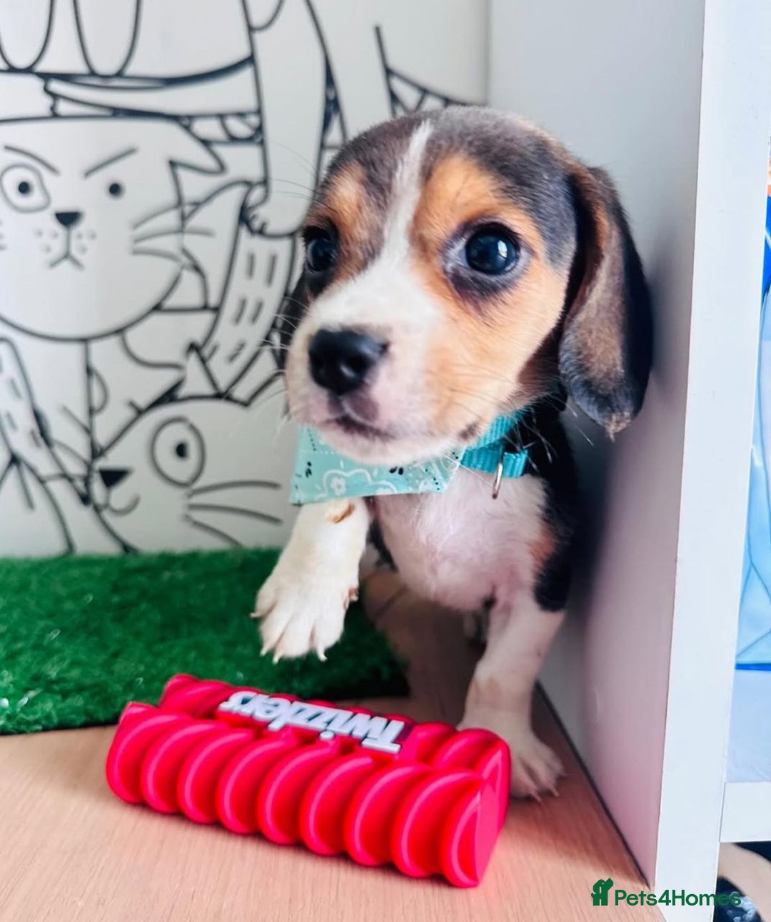 Beagle dogs for sale: Beagle Puppies Ready for Love! - Advert 5