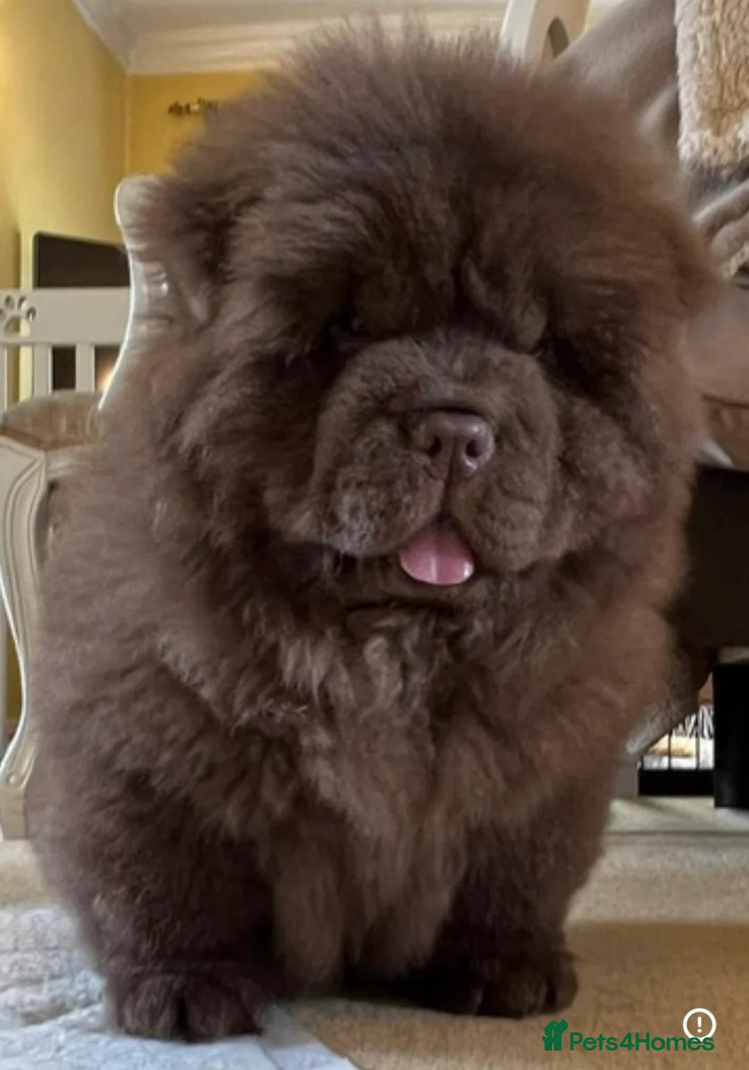 Chow Chow dogs for stud: Chocolate delight Bruno - Advert 11