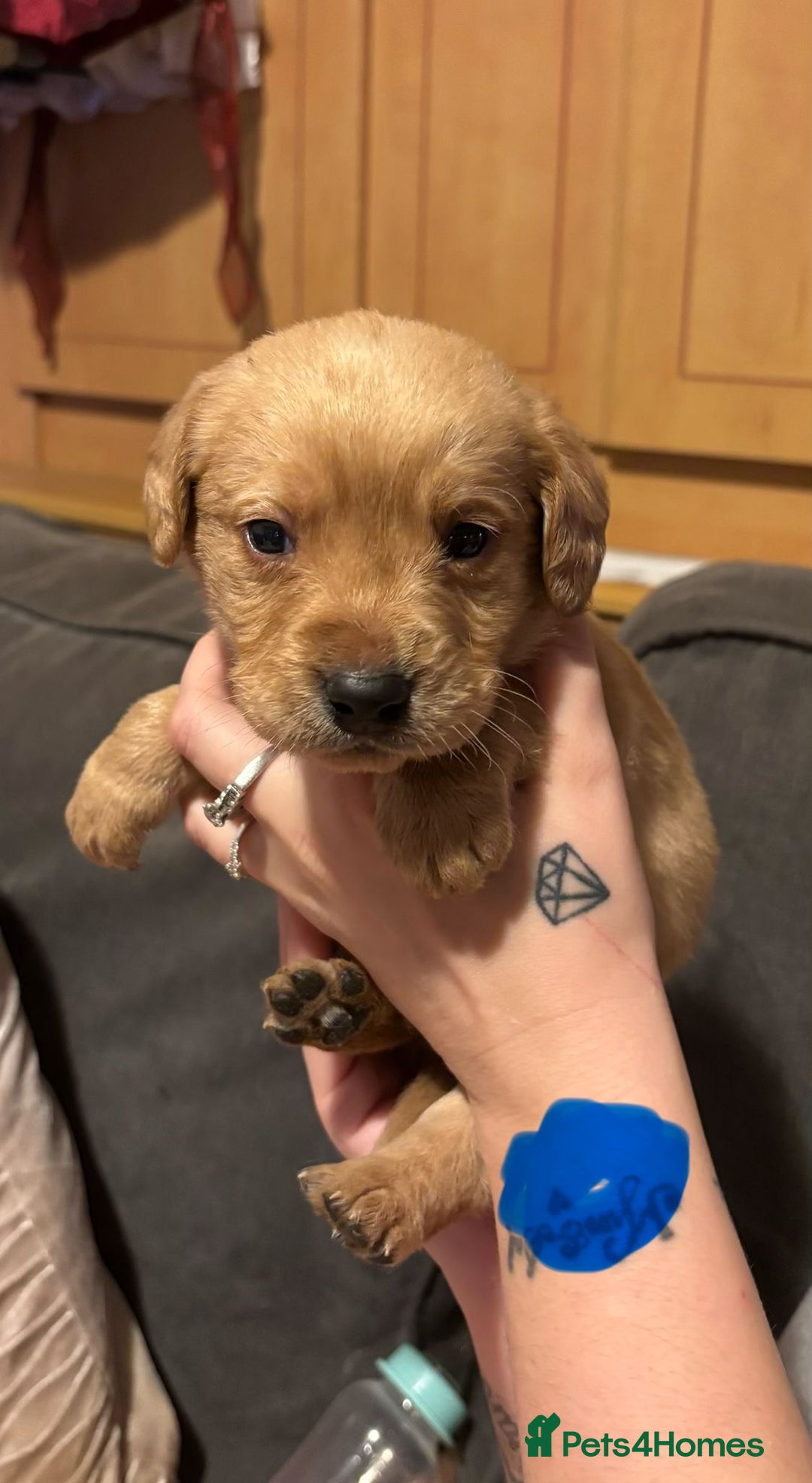 Labrador Retriever dogs for sale: Dudley Labrador Puppies - Advert 25