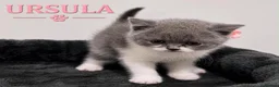 British Shorthair cats for sale: CHAMPION BLOODLINE BI-COLOURS - Advert 8