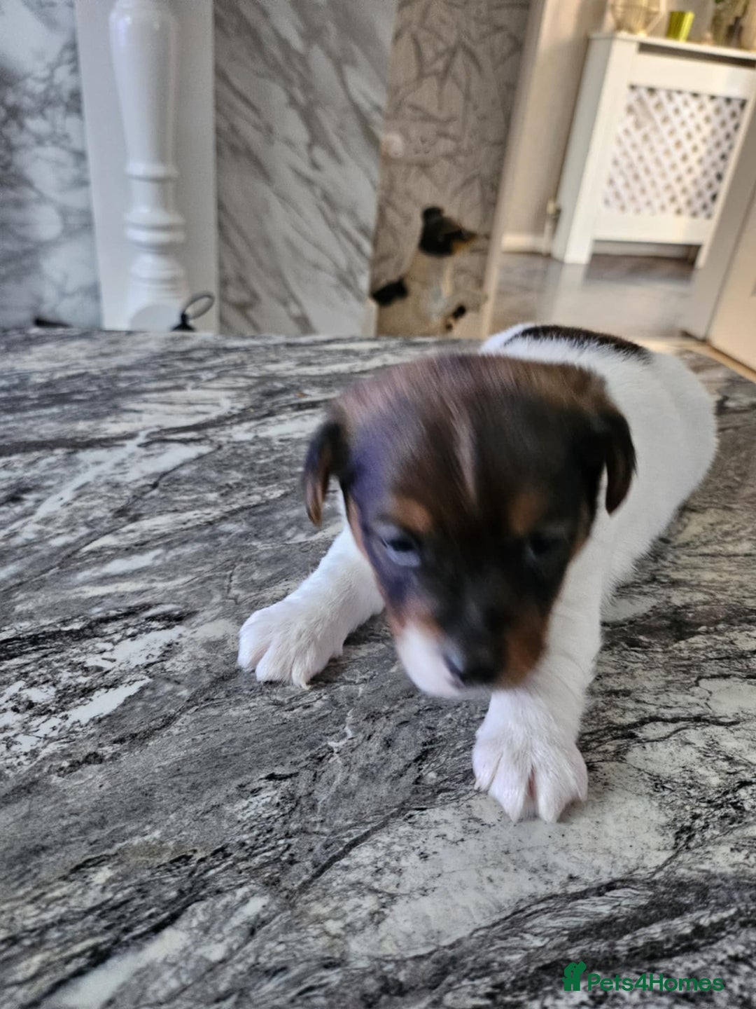 Jack Russell dogs for sale: Full pedigree jack russle pups  - Advert 12