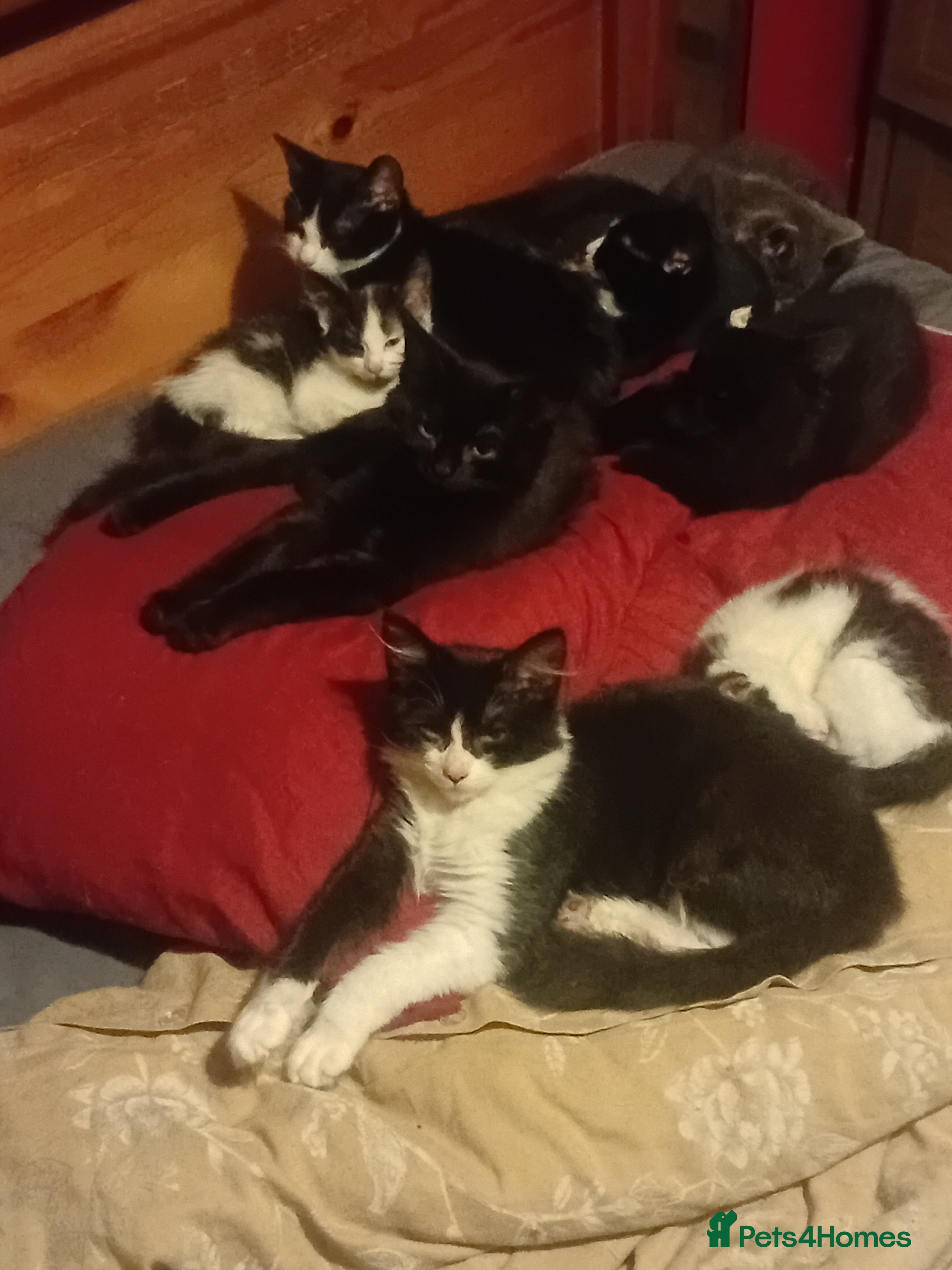 Domestic Shorthair cats Mixture of cats and kittens - Advert 2