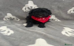 Maltipoo dogs for sale: 🤩 4 stunning male F1 Maltipoo 🤩 - Image 7