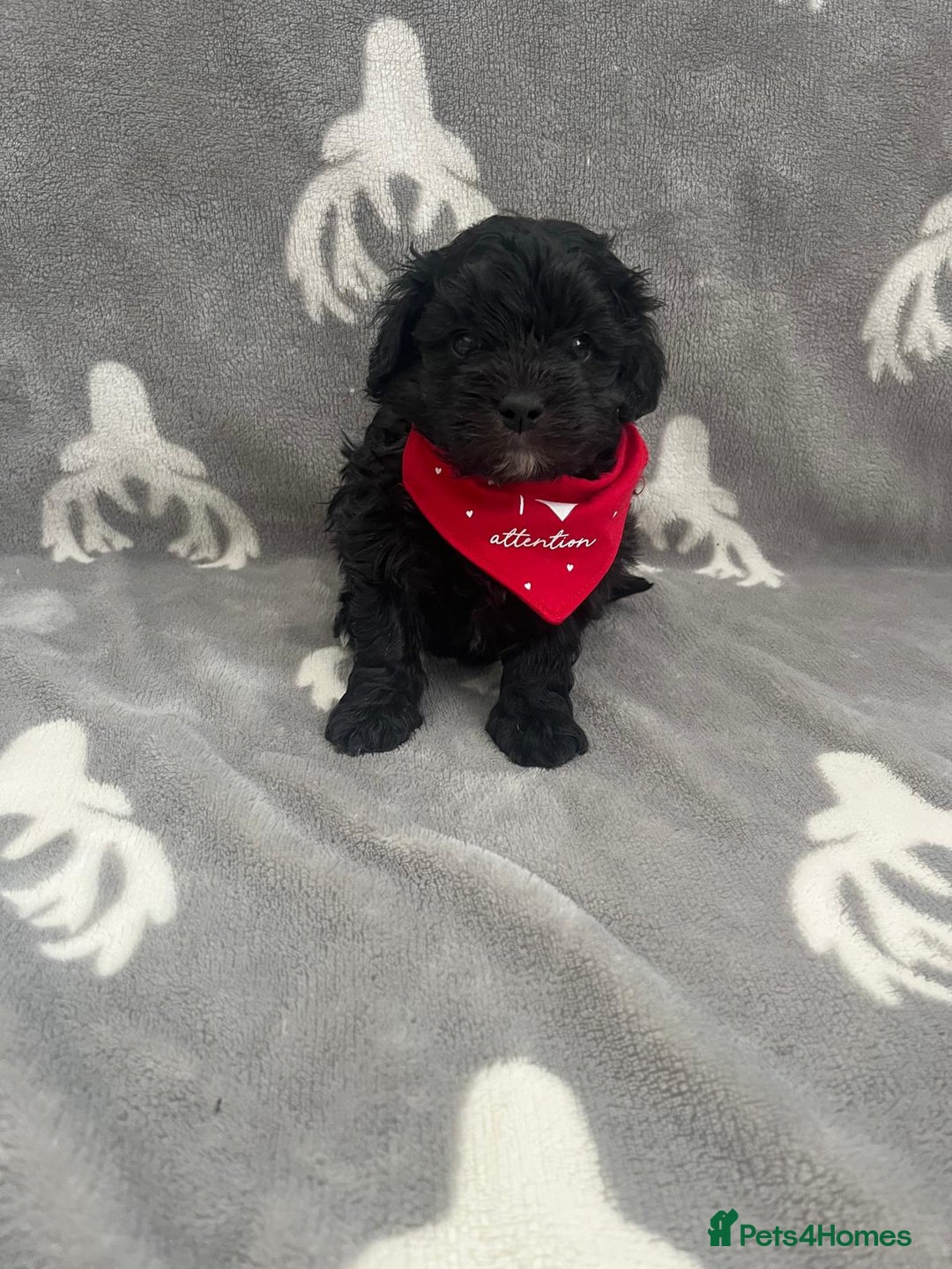 Maltipoo dogs for sale: 🤩 4 stunning male F1 Maltipoo 🤩 - Image 7