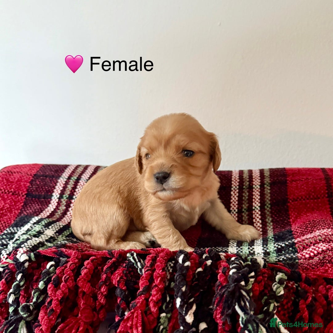 Cavapoochon dogs for sale: ✨Ruby & Blenheim Cavapoochons ❤️🐾 - Image 2