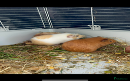 Guinea Pig rodents for sale: Male guinea pigs X3 NEED REHOMING ASAP  - Image 2