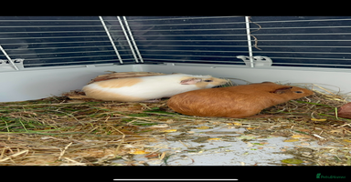Guinea Pig rodents - Advert 10
