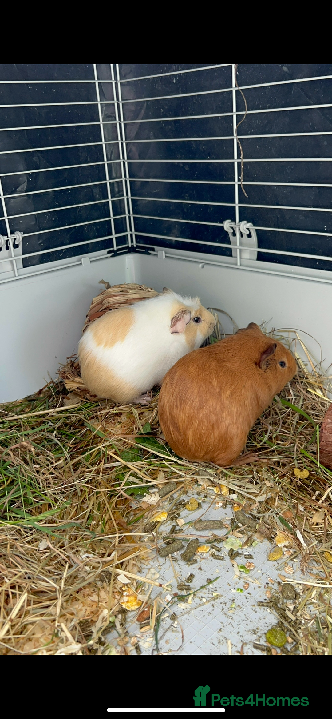 Guinea Pig rodents for sale: Male guinea pigs X3 NEED REHOMING ASAP  - Image 2
