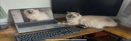 Ragdoll cats for sale: RAGDOLL-PERSIAN KITTENS - Advert 15