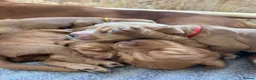 Cocker Spaniel dogs for sale: Litter of Kennel Club working Cocker Spaniels - Advert 3