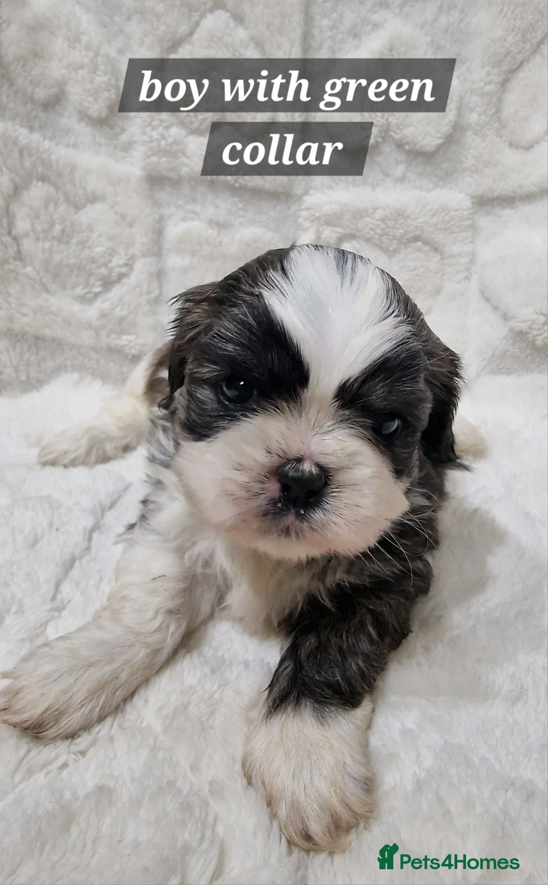 Shih Tzu dogs for sale: Pure breed Shih Tzu puppy - Advert 7