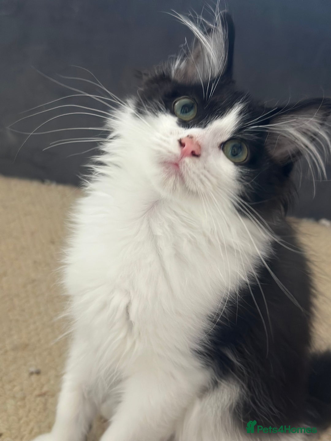 Ragdoll cats for sale: 4 stunning super fluffy 3/4 ragdoll kittens  - Advert 4