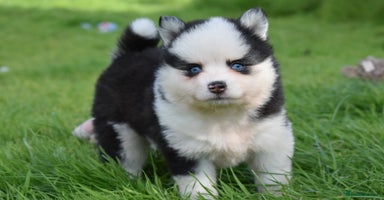 Pomsky dogs - Advert 2