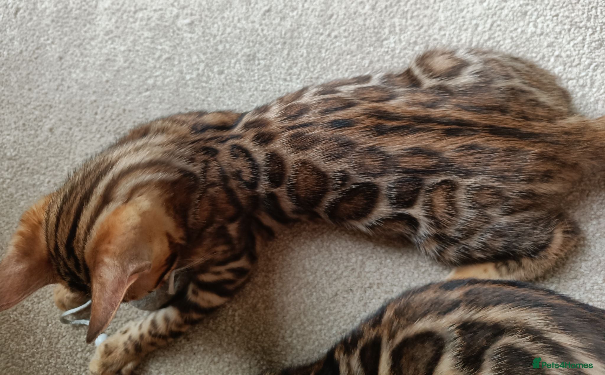 Bengal cats The last kitten: cuddly and beautiful boy - Advert 1
