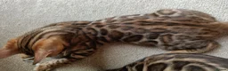 Bengal cats for sale: The last kitten: affectionate Bengal boy ❤️ - Advert 7