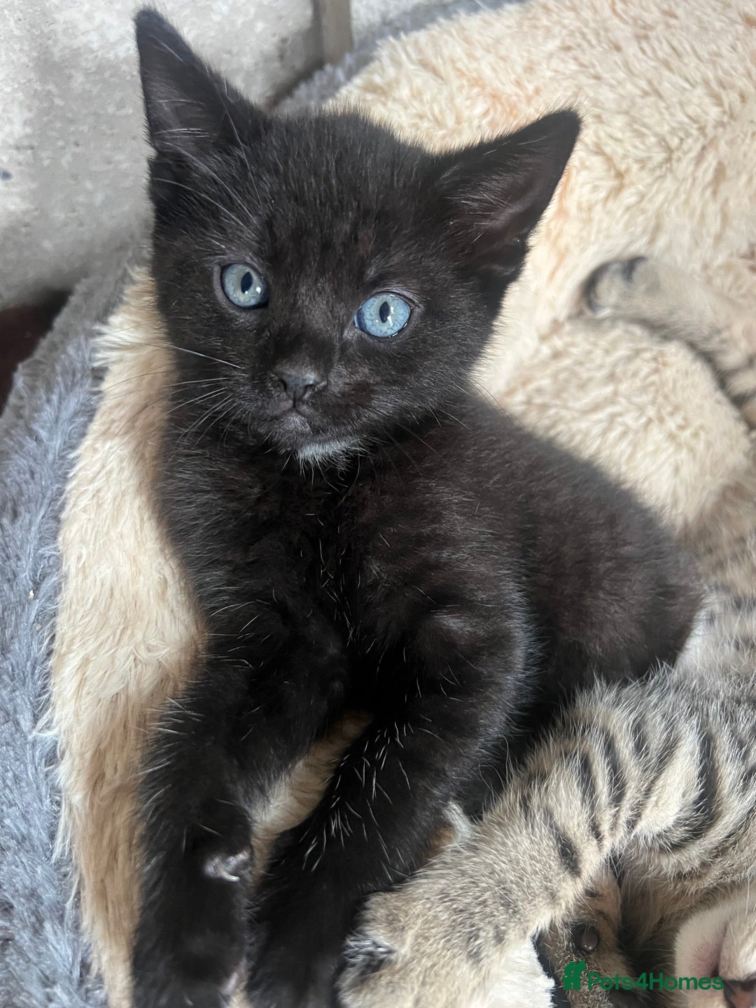 Domestic Shorthair cats for sale: 🐾 Kittens Looking for Loving Homes 🐾 - Image 11