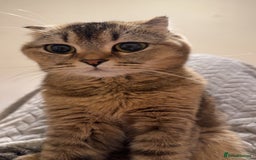 British Shorthair cats for sale: Luna British Shorthaired  - Image 3