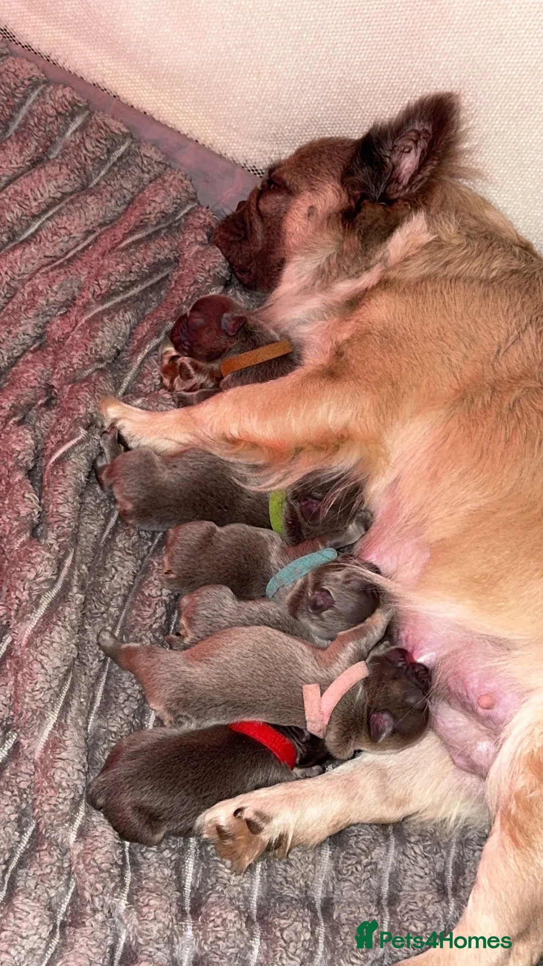 French Bulldog dogs for sale: KC Fluffy French Bulldogs  in Horsham - Advert 2