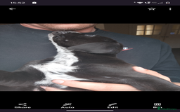 Mixed Breed dogs for sale: American Bulldog x Dobermann - Image 5
